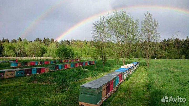 Пчелопакеты
