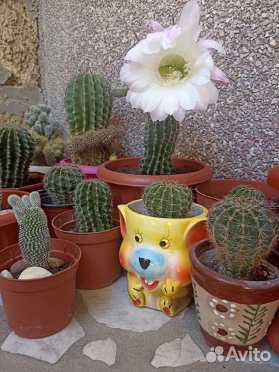 Кактус опунция,Сансевиерия, Алое