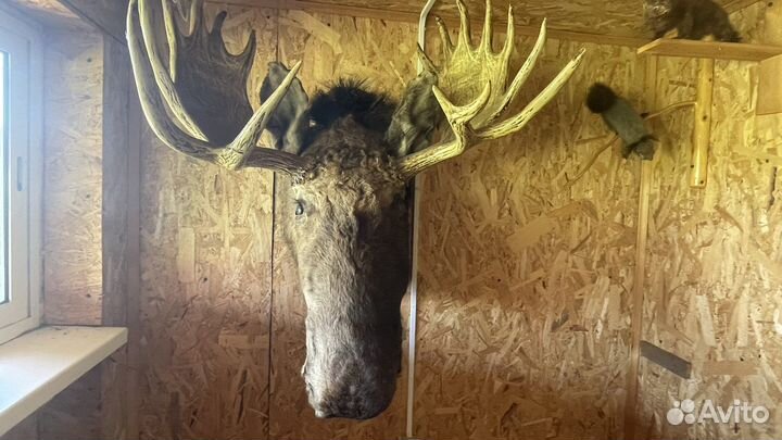 Чучело головы лося