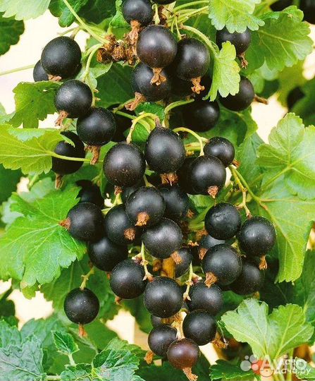 Продам плодовые кустарники