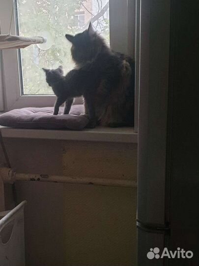 Котенок в добрые руки девочка