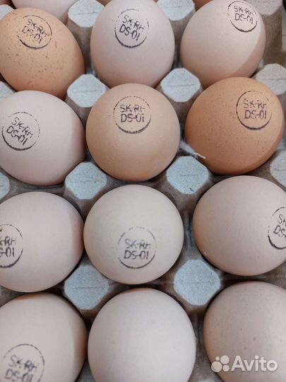 Инкубационное яйцо бройлера Кобб 500