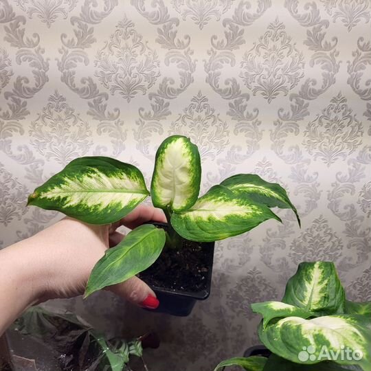 Диффебахия Камилла