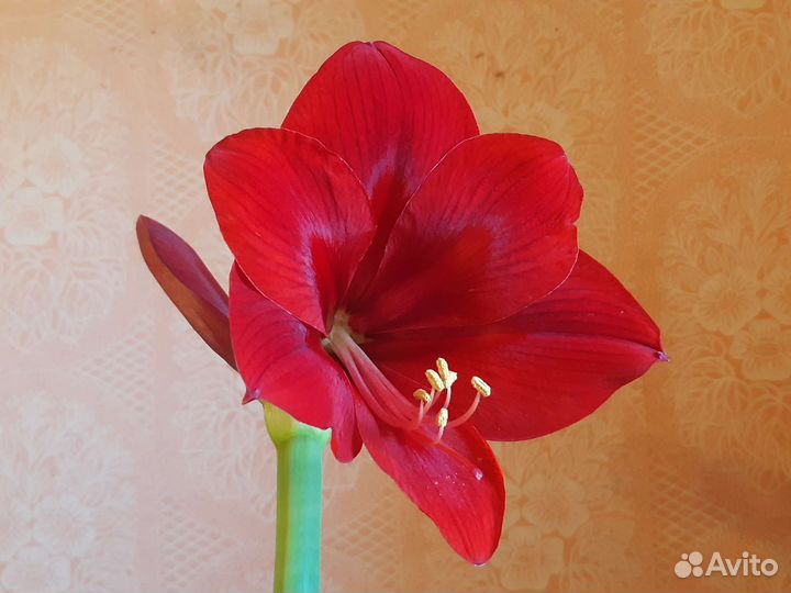 Гиппеаструм амараллис (лилия комнатная)