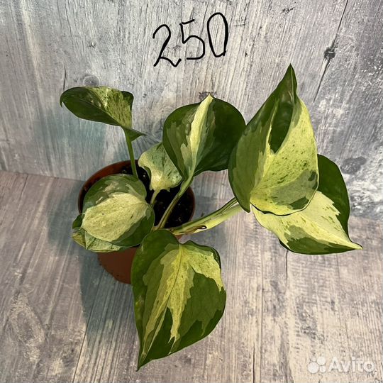 Сциндапсусы