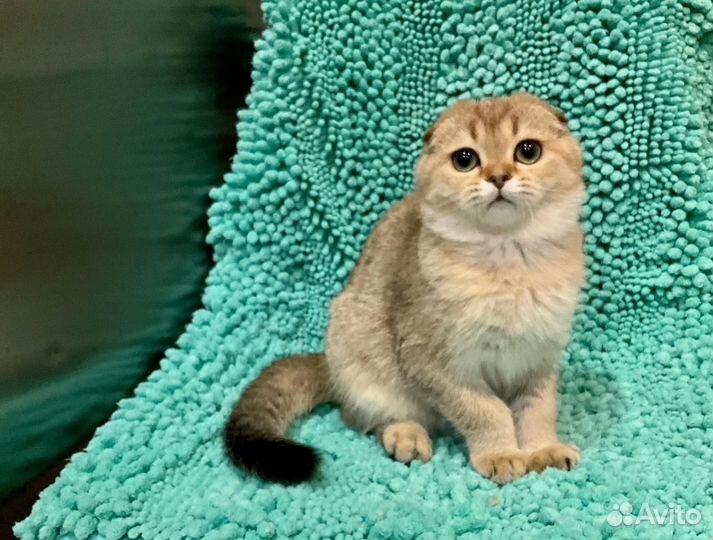 Девочка Скоттиш фолд с документами привита Чип