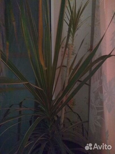 Комнатные цветы - драцена