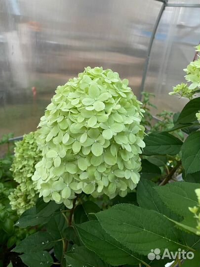 Гортензия метельчатая в горшках