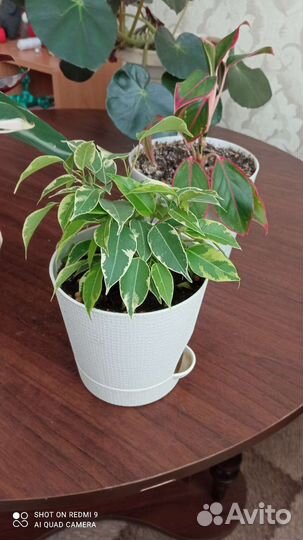 Продам цветы комнатные