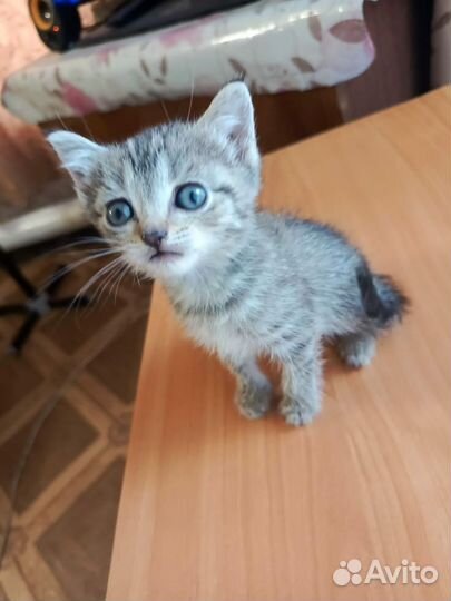 Котята от британской вислоухой в дар