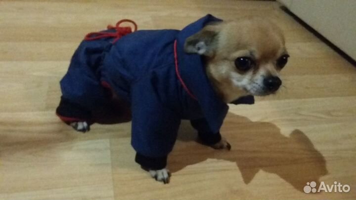 Пошив одежды для собак и кошек