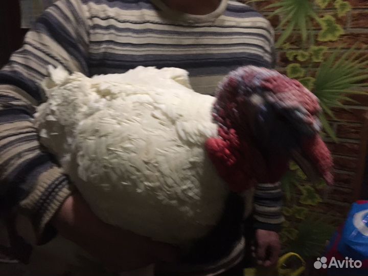 Индюк и индюшка