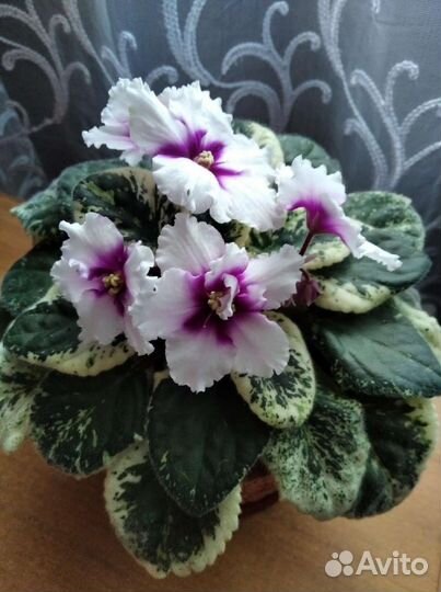 Фиалка в горшках, листочки, детки, взрослые фиалки