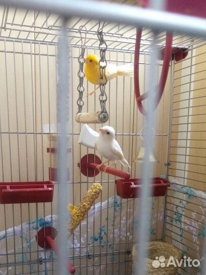 Кенарь и канарейка