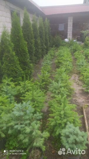 Растение туи