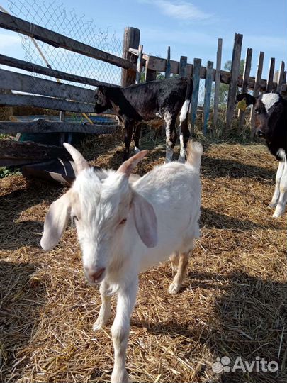 Козлёнок