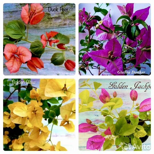 Бугенвиллии (65 сортов)