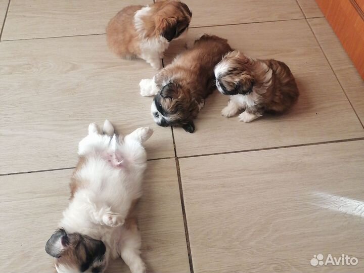 Щенки пекинеса