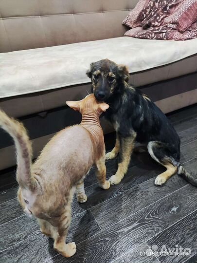 Собака в добрые руки