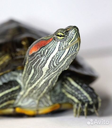 Красноухая черепаха бесплатно