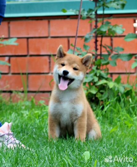Классные щенки сиба шиба ину