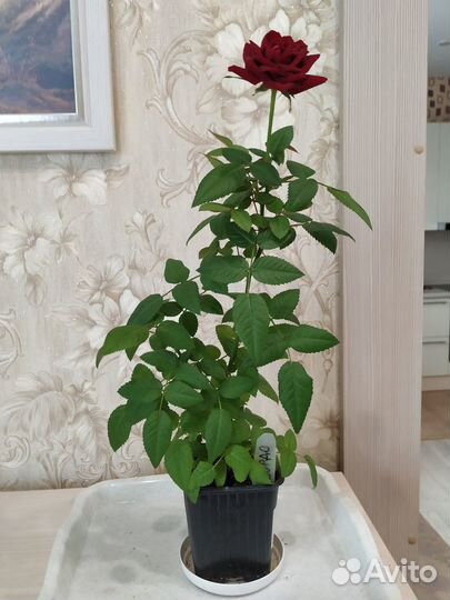 Роза комнатная