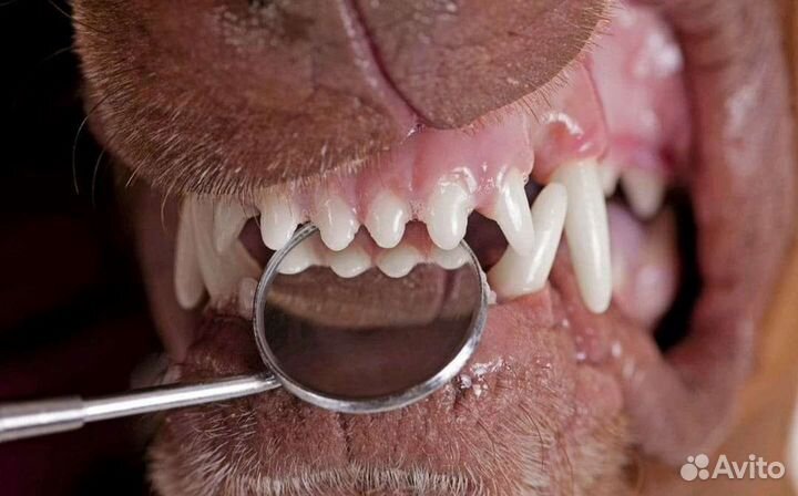 Ультразвуковая чистка зубов собаке, кошек.Подрезка