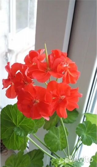 Герань красная