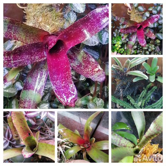 Флорариумные растения