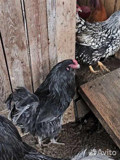 Молодые петухи