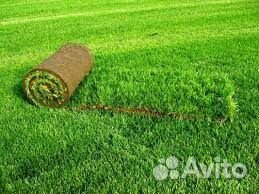 Рулонный газон