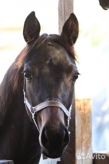 Кобылка квпн (1 год)