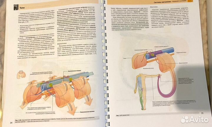 Анатомия Грея для студентов