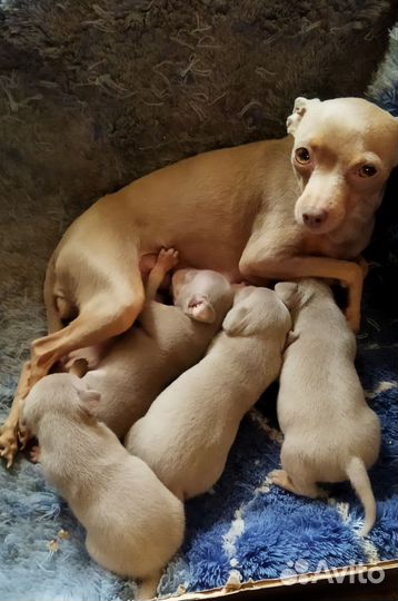 Мини той-терьер щенки