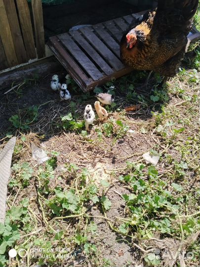 Куры карликовые