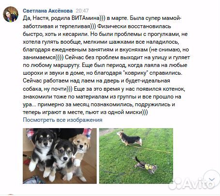 Воспитание щенков. Дрессировка собак