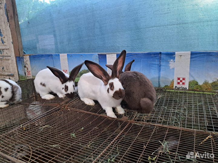 Продам молодых самцов нпв