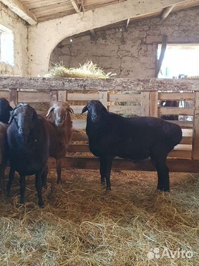 Бараны породыЭдилбай