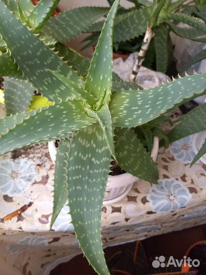 Бегония декоративно лиственная