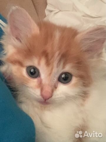 Кошка в дар бесплатно