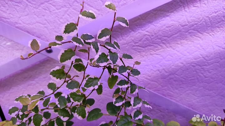 Фикус пумила триколор