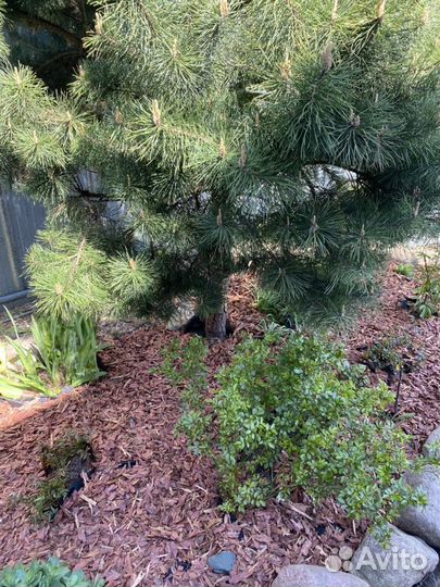 Кора лиственница мульча