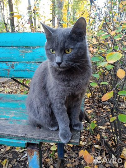 Кошечка в добрые руки