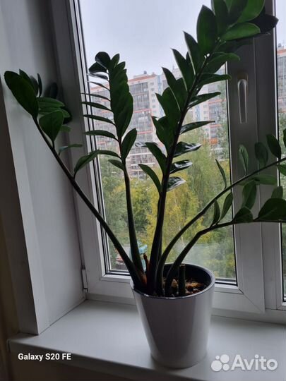 Замиокулькас цветок в горшке