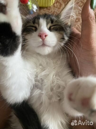 Котенок в добрые руки