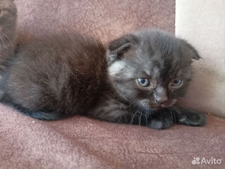 Шотландский вислоухий котик