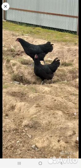 Куры молодки несушки