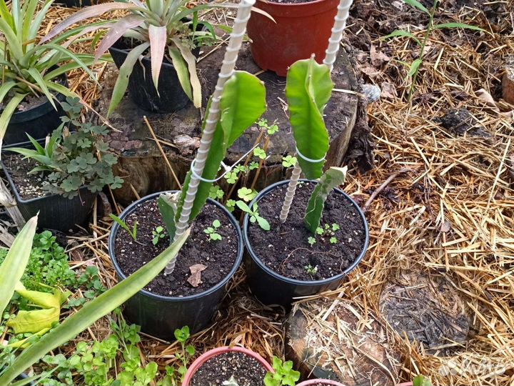 Драгонфрут (питахайя)