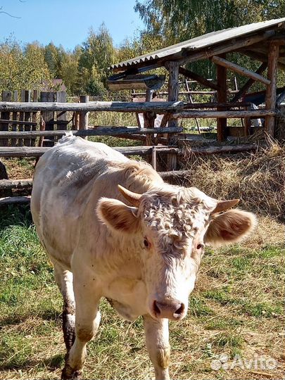 Бык на племя