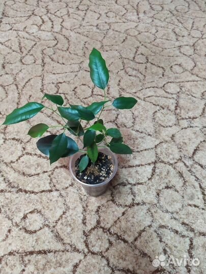 Фикус Бенджамина